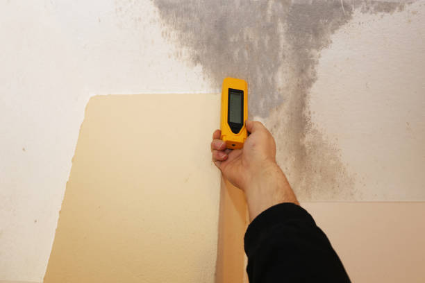 Best Mold-Related Health Consultation  in Dumont, NJ