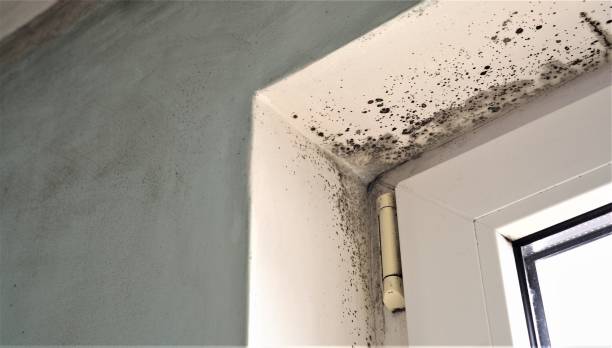 Best Emergency Mold Remediation  in Dumont, NJ