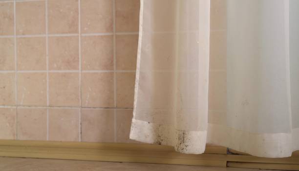 Best Mold Prevention Services  in Dumont, NJ