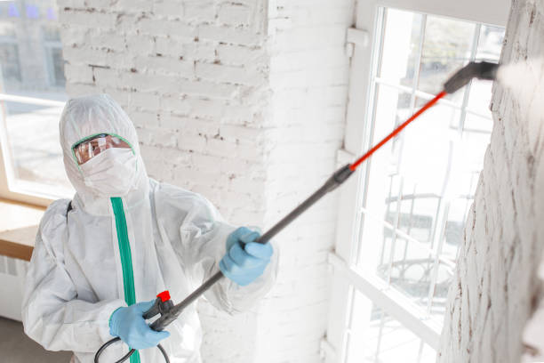 Best Environmental Consulting for Mold Prevention  in Dumont, NJ
