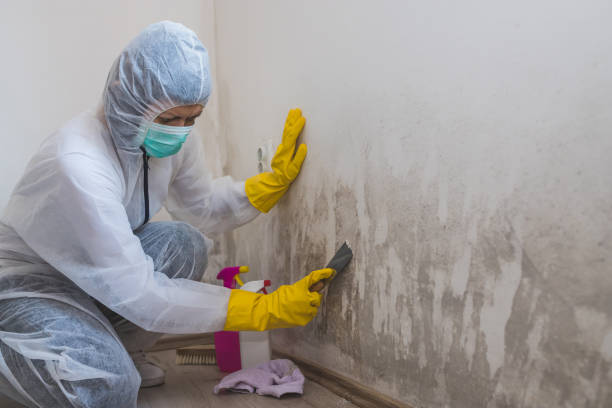 Professional Mold Removal in Dumont, NJ