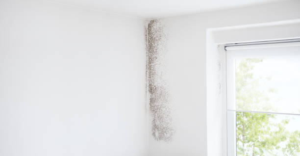 Mold Odor Removal Services in Dumont, NJ