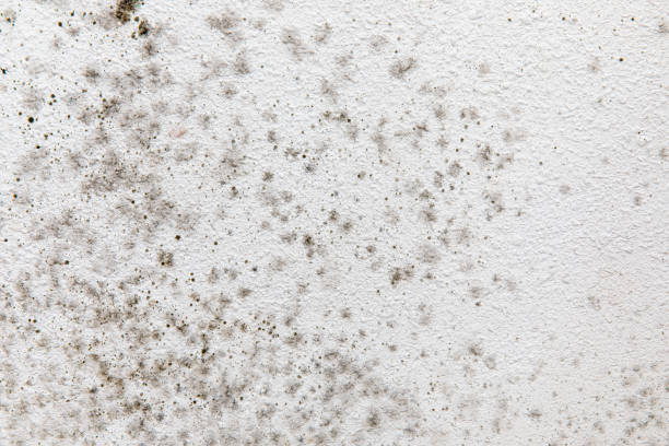 Best Biohazard Mold Removal  in Dumont, NJ