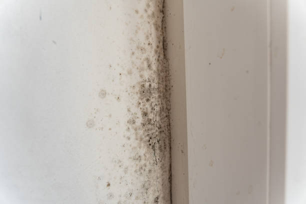 Best Post-Construction Mold Inspection  in Dumont, NJ