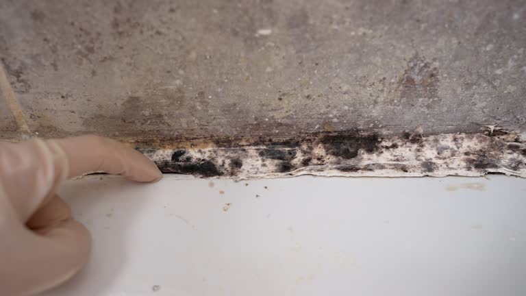 Best Real Estate Mold Inspection  in Dumont, NJ